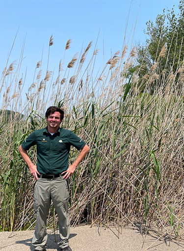 Two pictures comparing invasive and native Phragmites. In the picture on the left, a park staff member stands in front of an invasive Phragmites stand, which towers over him