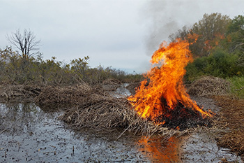 A pile of dead and dried invasive Phragmites stems goes up in flames by prescribed fire. Many more piles of Phragmites can be seen in the background. 