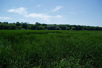 A landscape shot of the marsh, facing west. Trees can be seen in the background, but dense cattail mat dominates the foreground. 