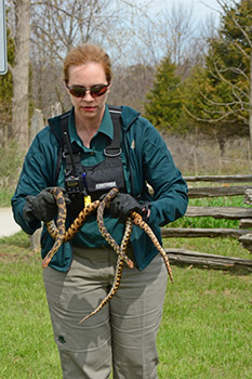 Kelly Scott carrying snakes