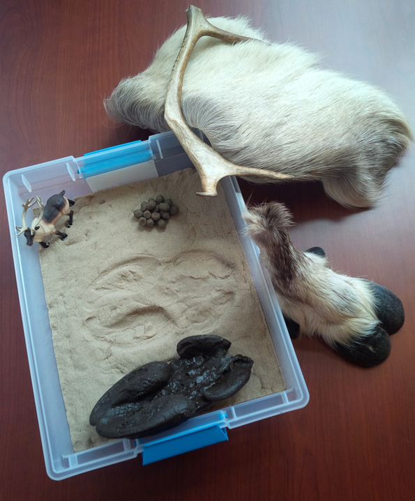 Caribou kit to be used for outreach programming at the Toronto Zoo