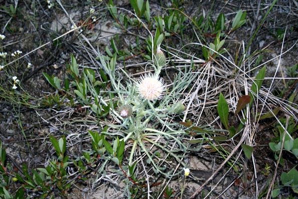 A flowering Pitcher’s Thistle