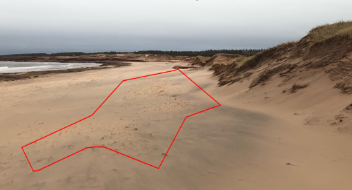 baby dune forming alongside shoreline.