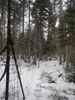 The photo shows one of the walls of an exclosure which is made up of metal posts and a wire mesh approximately 8 feet high (cattle wire), intended to reveal the impact of moose browsing on the forest vegetation in Forillon National Park. It is located in a coniferous forest, it measures 400 m2. 
