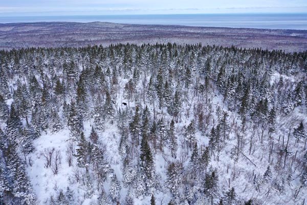 We see in the foreground the summit of the mountain which is covered with forest and below more open areas. A moose is also visible at the border between these two types of habitats. In the background, we can also see other wooded areas and the Gulf of St. Lawrence in the background. 