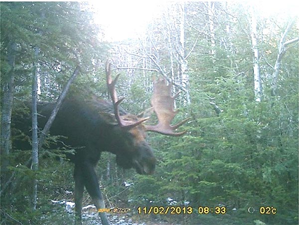 The photo shows a large male moose photographed in the middle of the forest when it accidentally passed in front of a digital camera (hunting camera) installed in 2015 in Forillon National Park.