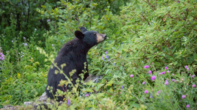 A black bear stands up eating the fruits of a red-osier dogwood.