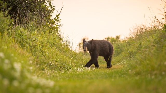 A young black bear walks in a path. 