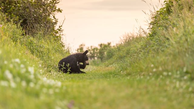 A young black bear lies on a trail. 