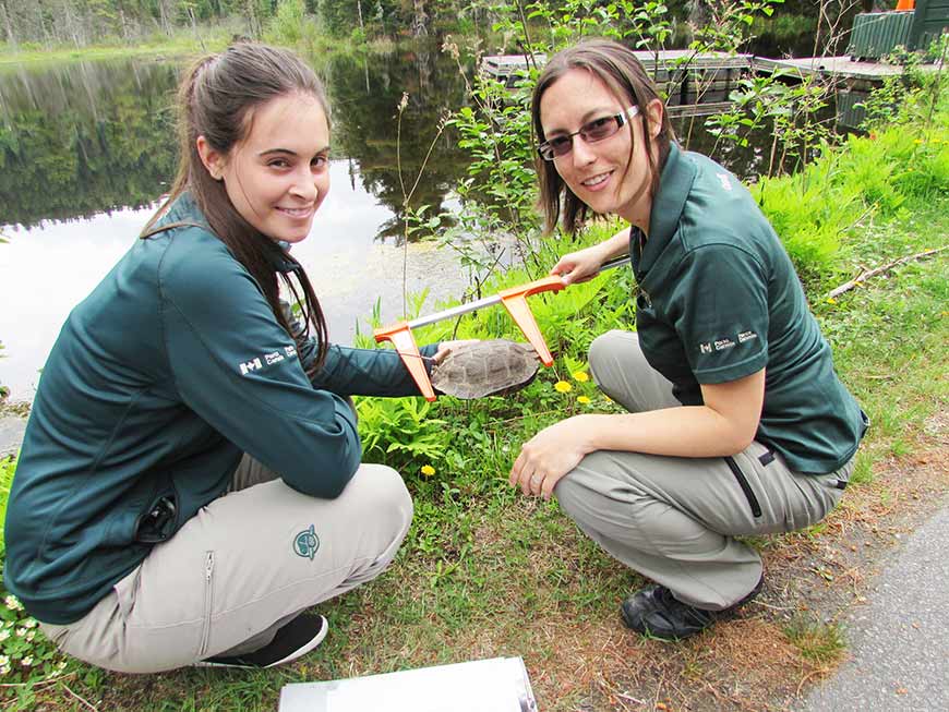 Crouching near a watercourse, two Parks Canada employees measuring a wood turtle.