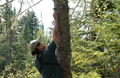 A Parks Canada employee installs on a tree a device that records bat echolocation calls.