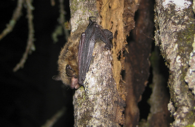 Bat on a tree trunk at night.