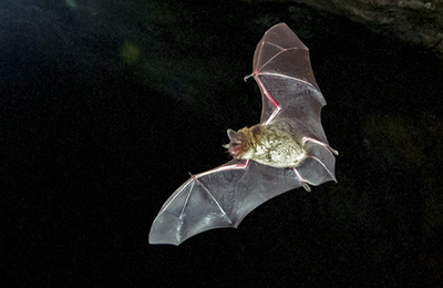 A bat in flight, in the dark.
