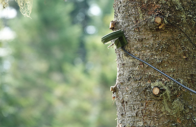 Device that records bat echolocation calls installed on a tree.