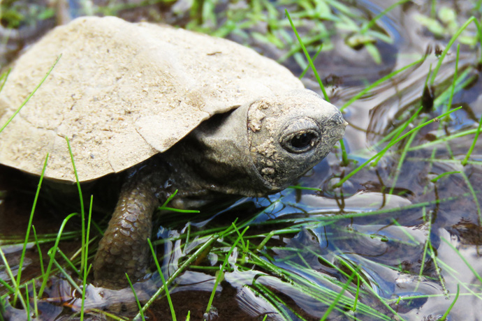 Protecting the wood turtle at risk - La Mauricie National Park