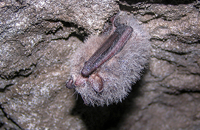 A bat hanging on a rock.