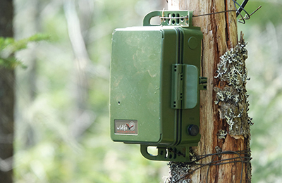 Device that records bat echolocation calls installed on a tree.