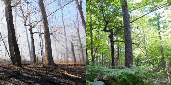 A burnt forest and, a few years later, a revered forest.