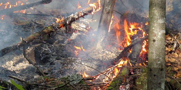 Flames burning on a forest floor.