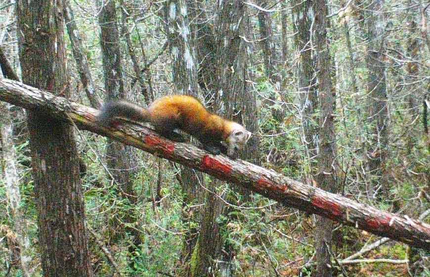 A marten in the forest.