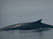 The back of a Minke whale on the surface of the water