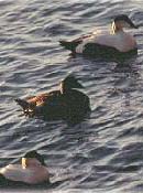 Three Common Eiders on the surface of the water (two males and a female