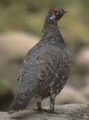 Spruce Grouse