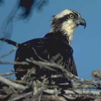 Osprey in its nest