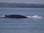 The back of a Minke whale on the surface of the water