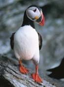 Atlantic puffin standing on top of a rocky cliff