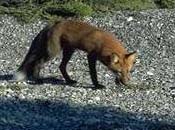 A red fox on a pebble beach