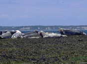 A group of grey seals resting on a rocky reef flat