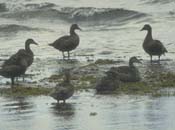 A group of six female Common Eiders on the edge of the water
