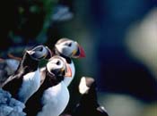 A group of Atlantic puffins standing on a rocky cliff