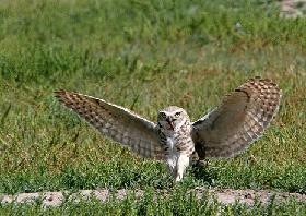 The burrowing owl (endangered) has suffered significant declines across its North American range.