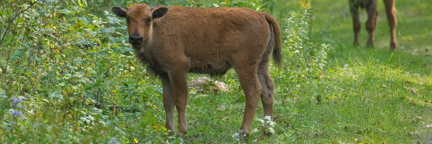 Plains bison calf