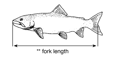 fish fork length