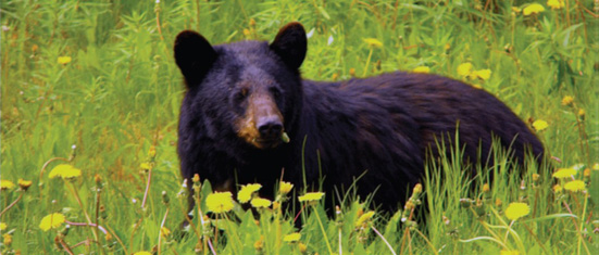 Black Bear: What's Good to Eat • Outdoor Canada