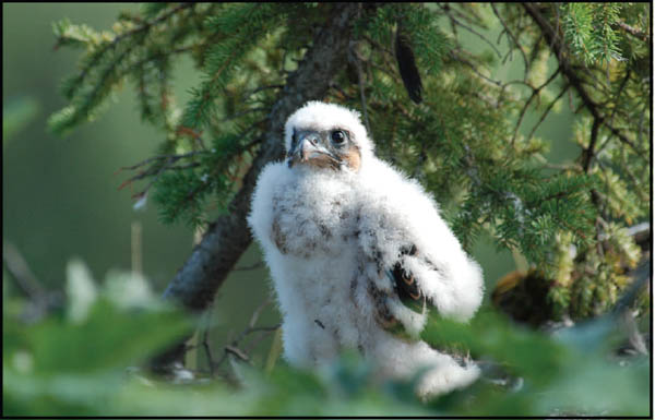 Peregrin Falcon chick