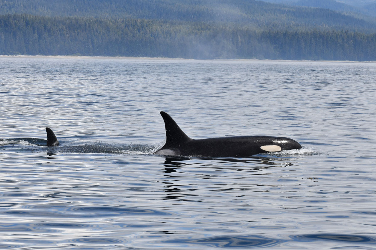 two killer whales swimming side by side