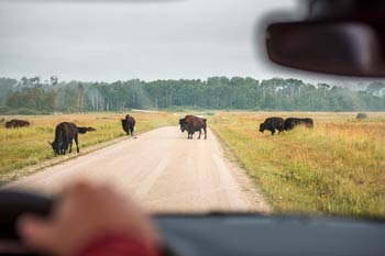 Visitors watch bison roam across the road of the bison range.