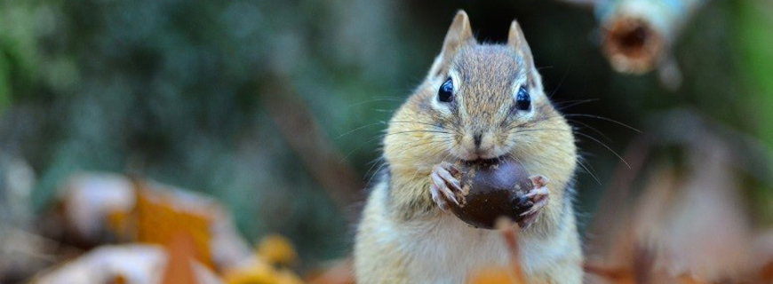 Chipmunk eating an acorn. 