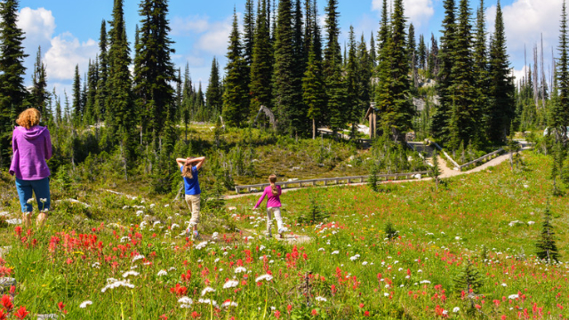 A family of three hikes on a trail surrounded by wildflowers at the summit of Mount Revelstoke. 