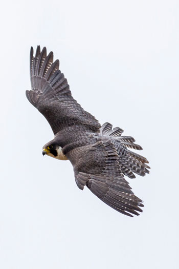 A Peregrine falcon in flight