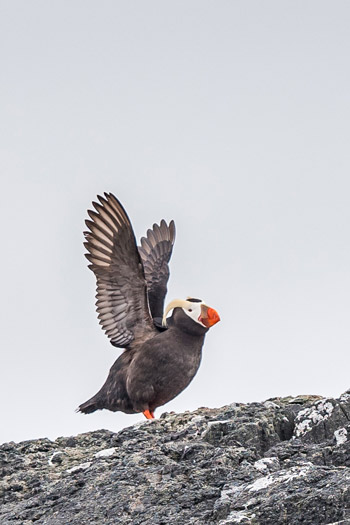 A tufted puffin perched on a flat rock with its wings spread