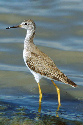 A greater yellowlegs standing in the sea