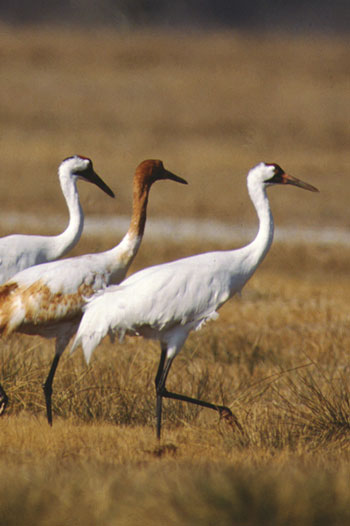 Whooping cranes walking in the grass
