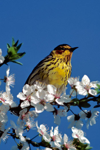 A Cape May warbler perched on a cherry blossom tree branch