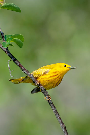 A yellow warbler perched on a single branch