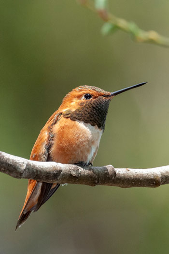 A Rufous Hummingbird sits on a single branch